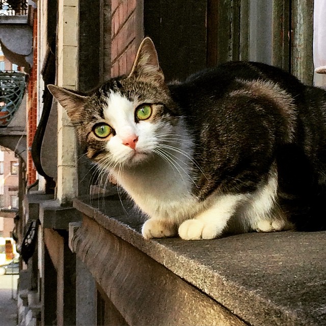 Lily pads on yellowcake. Curiosity despite sight on a day of sun. #brussels #eyes