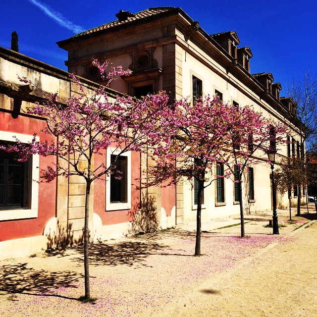 Flowering in the sun. Light and bites in the Barc. #barcelona #travel