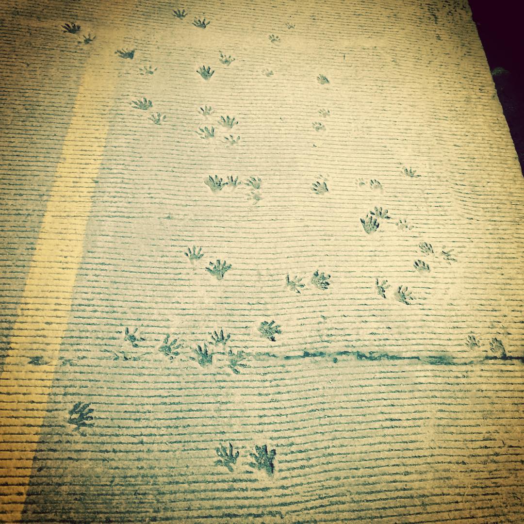 Paws & pavement below Providence. #alliteration