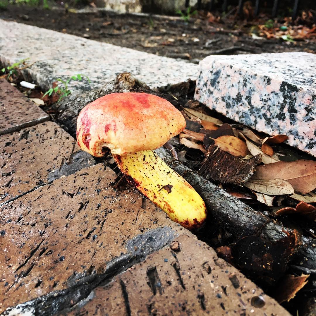 +1UP on the walk to work 🍄