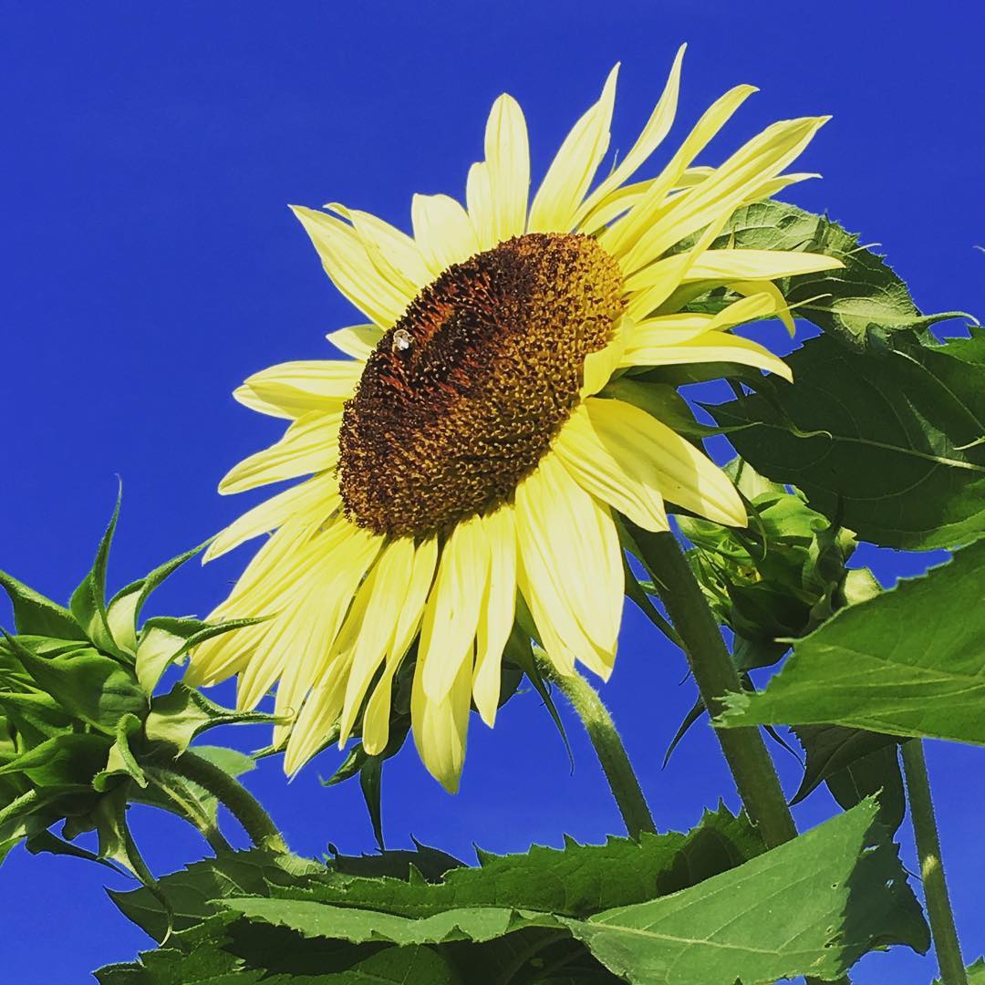 Sunflower game strong in jardín de Lewis 👌🏻