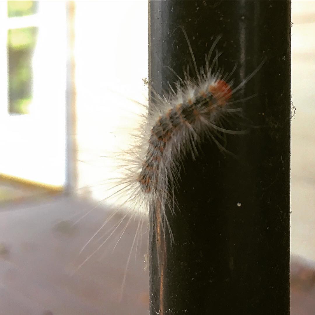 teach me ur ways mr caterpillar 🐛